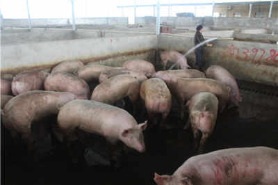 廣西定點屠宰場 上等鮮肉供應與休閑垂釣體驗